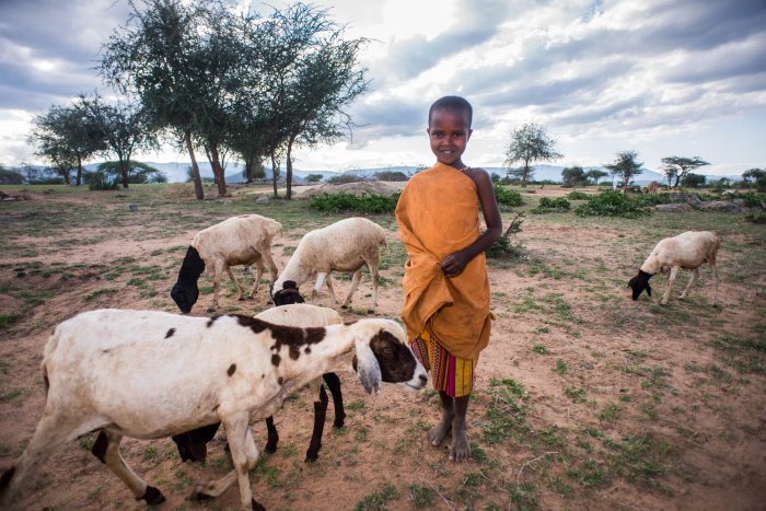 Lchekutis, Maasai Child Shepherds